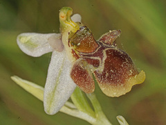 Ophrys fuciflora heterochila