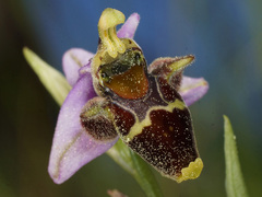 Ophrys fuciflora heterochila