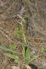 Ophrys fuciflora heterochila