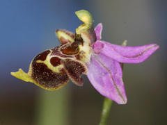 Ophrys fuciflora heterochila
