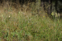 Fritillaria acmopetala