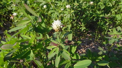Trifolium alexandrinum