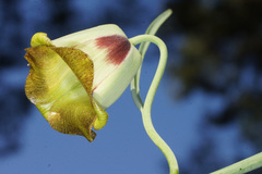 Fritillaria acmopetala