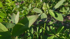 Trifolium alexandrinum