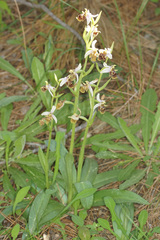 Ophrys fuciflora heterochila