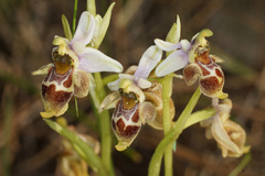 Ophrys fuciflora heterochila