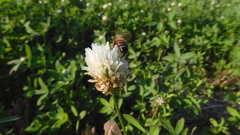 Trifolium alexandrinum