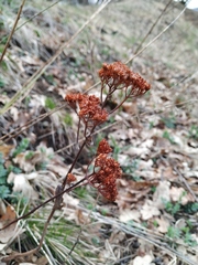 Hylotelephium caucasicum