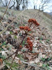 Hylotelephium caucasicum