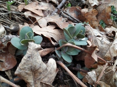 Hylotelephium caucasicum