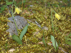 Fritillaria