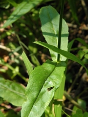 Physostegia purpurea