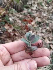 Hylotelephium caucasicum