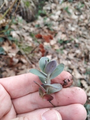 Hylotelephium caucasicum