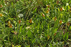 Fritillaria