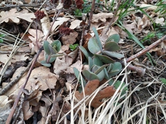 Hylotelephium caucasicum