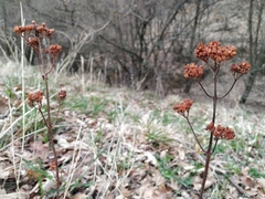 Hylotelephium caucasicum