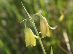Fritillaria