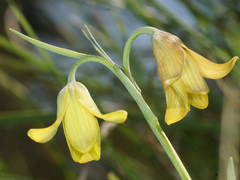 Fritillaria