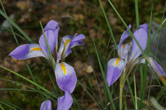 Iris unguicularis carica