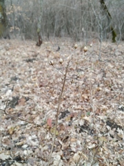 Scrophularia scopolii