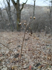 Scrophularia scopolii