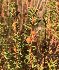 Gyrostemon australasicus