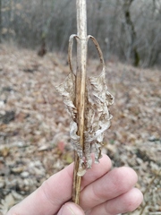 Scrophularia scopolii