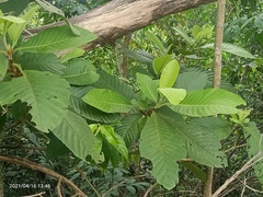 Dillenia philippinensis