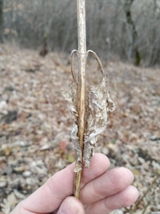 Scrophularia scopolii