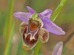 Ophrys fuciflora heterochila