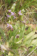 Ophrys fuciflora heterochila