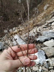 Campanula sibirica elatior