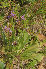 Ophrys fuciflora heterochila
