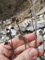 Campanula sibirica elatior