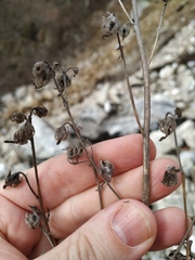 Campanula sibirica elatior