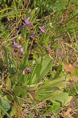 Ophrys fuciflora heterochila