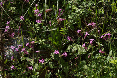 Silene aegyptiaca