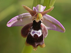 Ophrys reinholdii