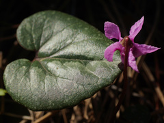 Cyclamen alpinum