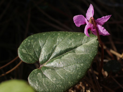 Cyclamen alpinum