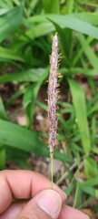 Imperata