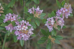 Daphne sericea