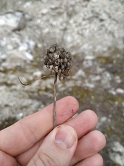 Allium psebaicum