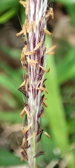 Imperata