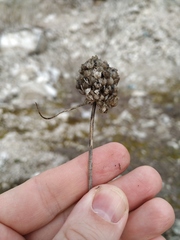 Allium psebaicum