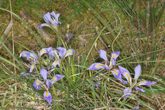 Iris unguicularis carica