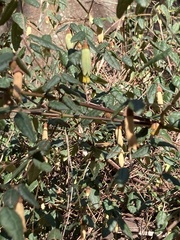 Correa reflexa reflexa