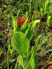 Acalypha punctata punctata