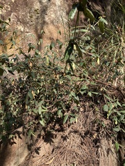 Correa reflexa reflexa